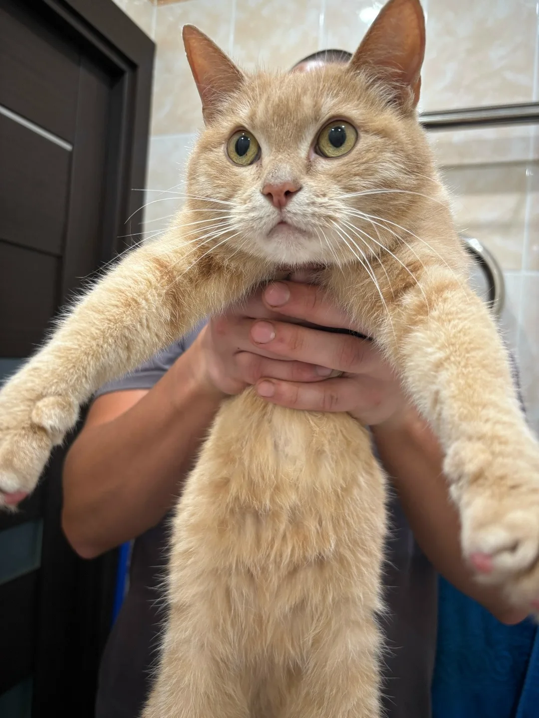 Пропала кошка в Архангельске — фото питомца