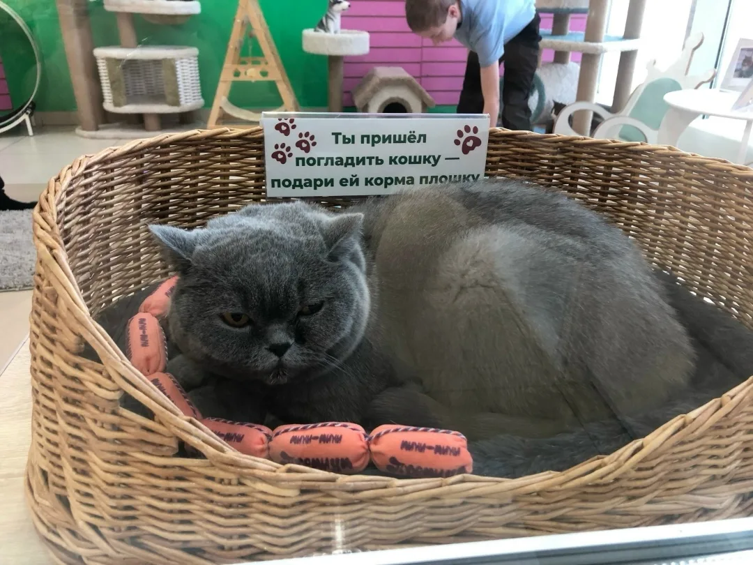 Найдена собака в Архангельске — фото питомца