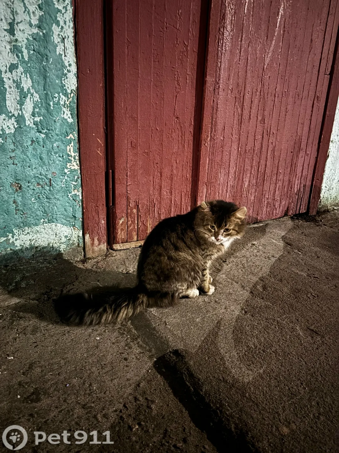 Найдена кошка в Архангельске — фото питомца