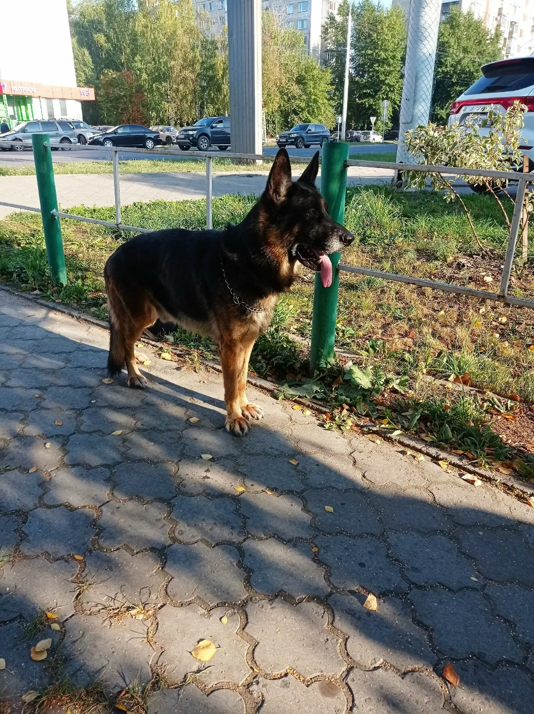 Найдена собака в Архангельске — фото питомца