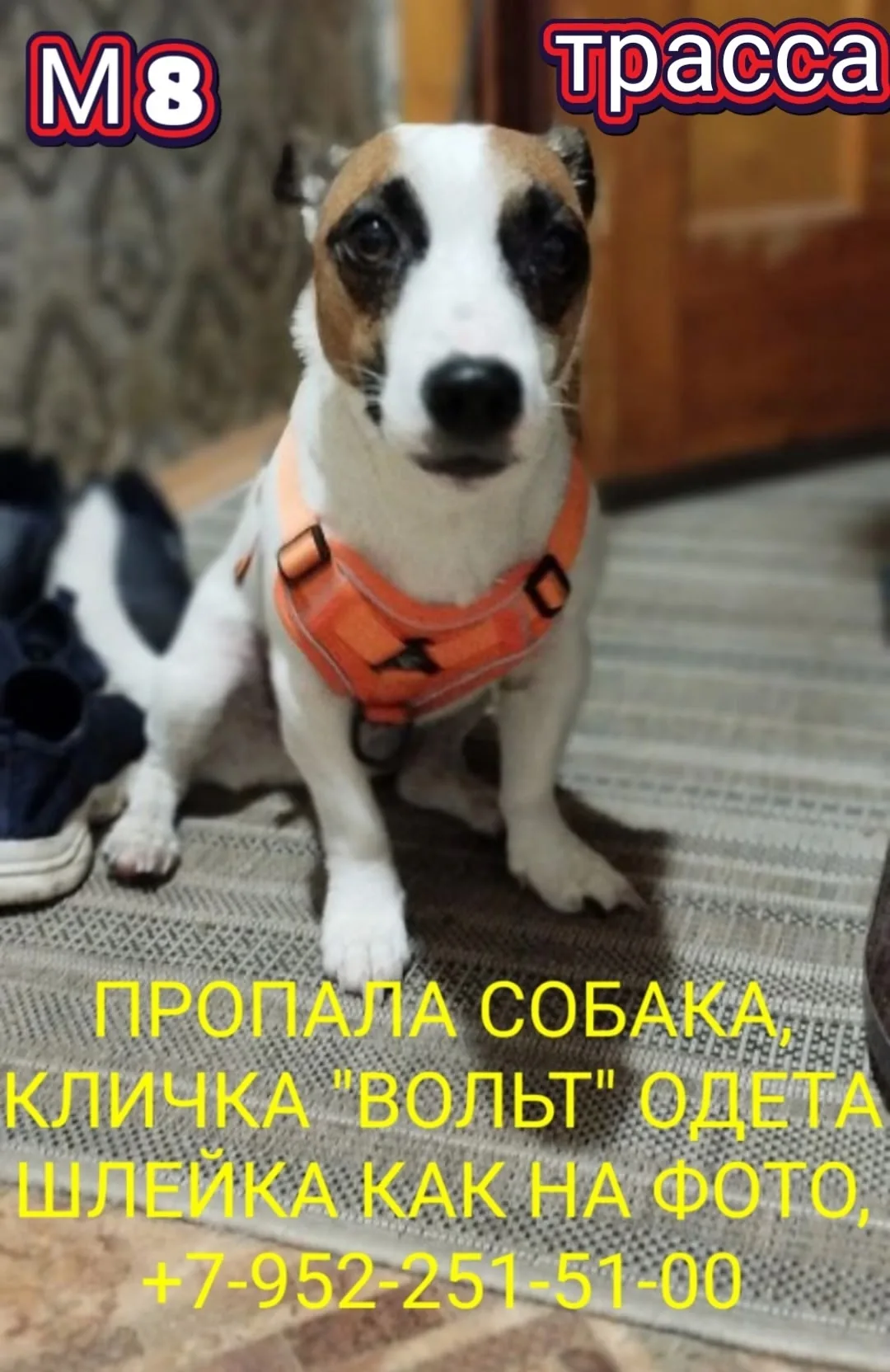 Найдена собака в Архангельске — фото питомца