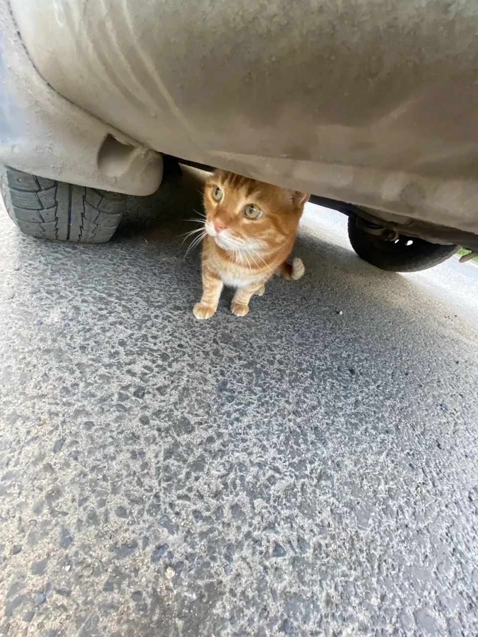 Найдена собака в Архангельске — фото питомца