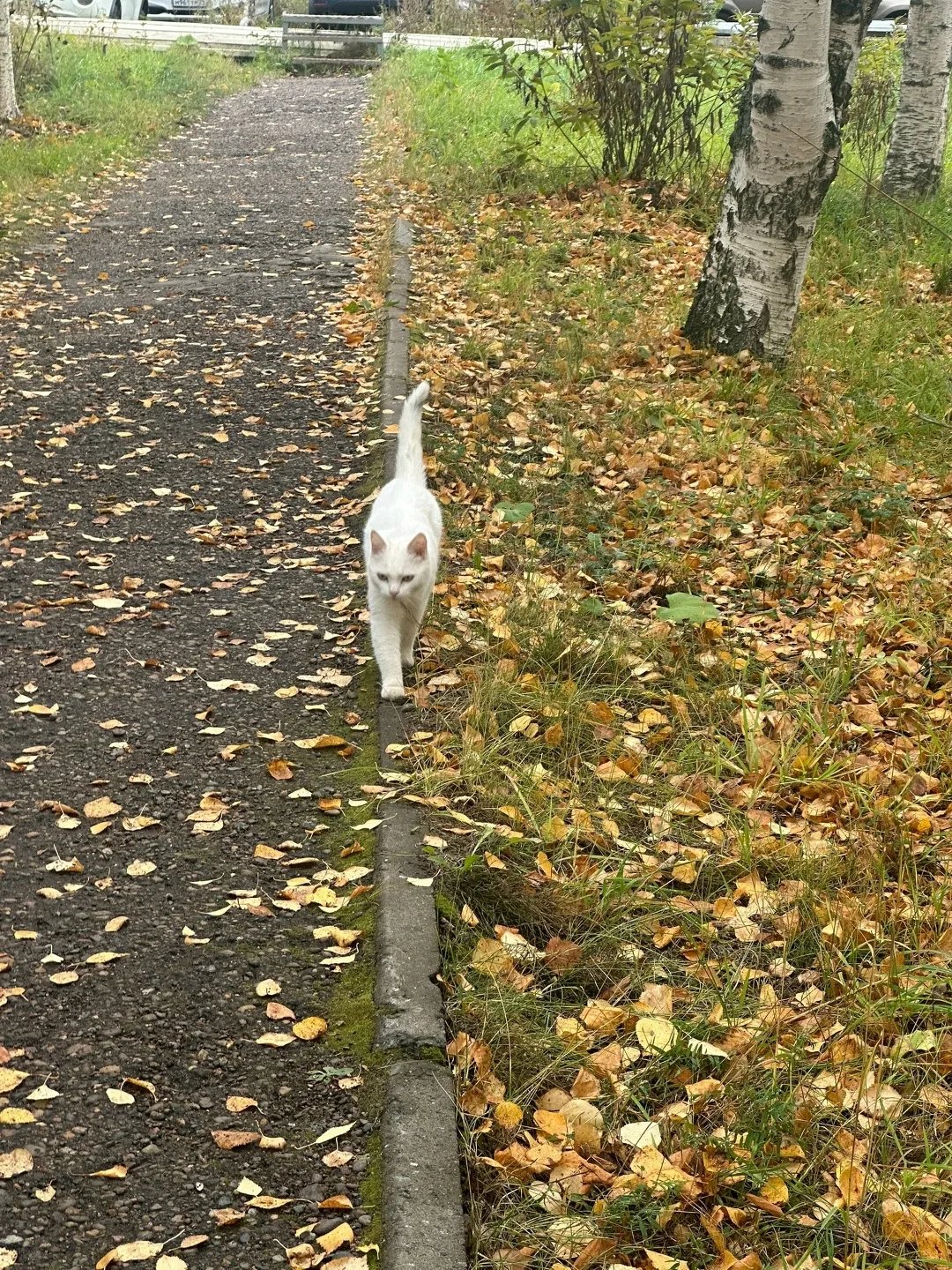 Найдена собака в Архангельске — фото питомца