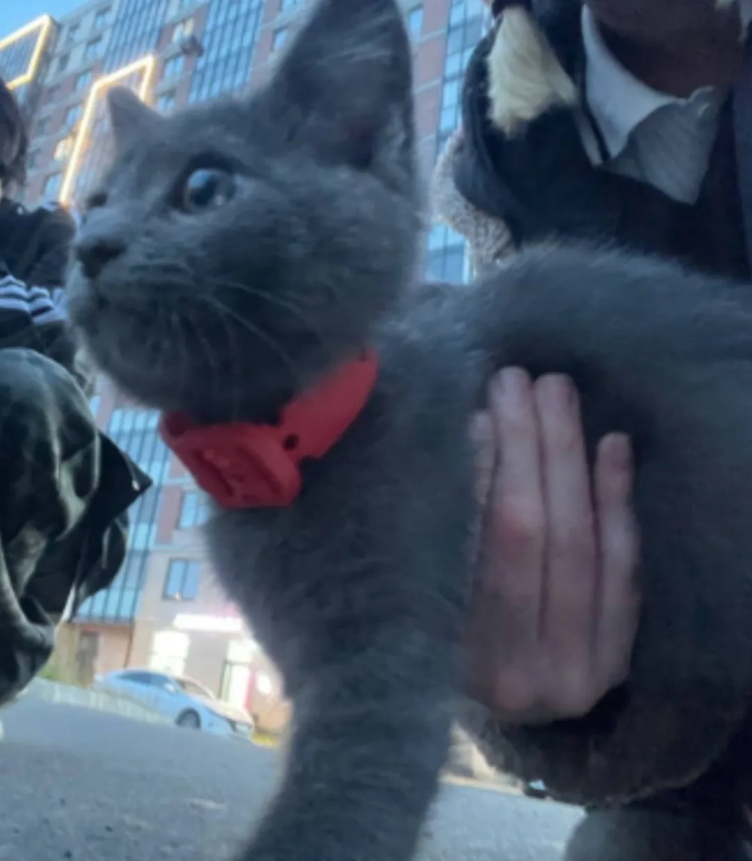 Найдена собака в Архангельске — фото питомца