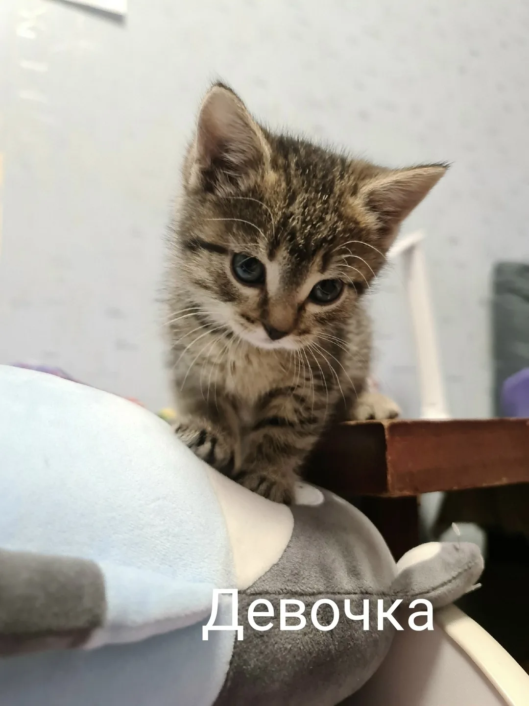 Пропала кошка в Архангельске — фото питомца
