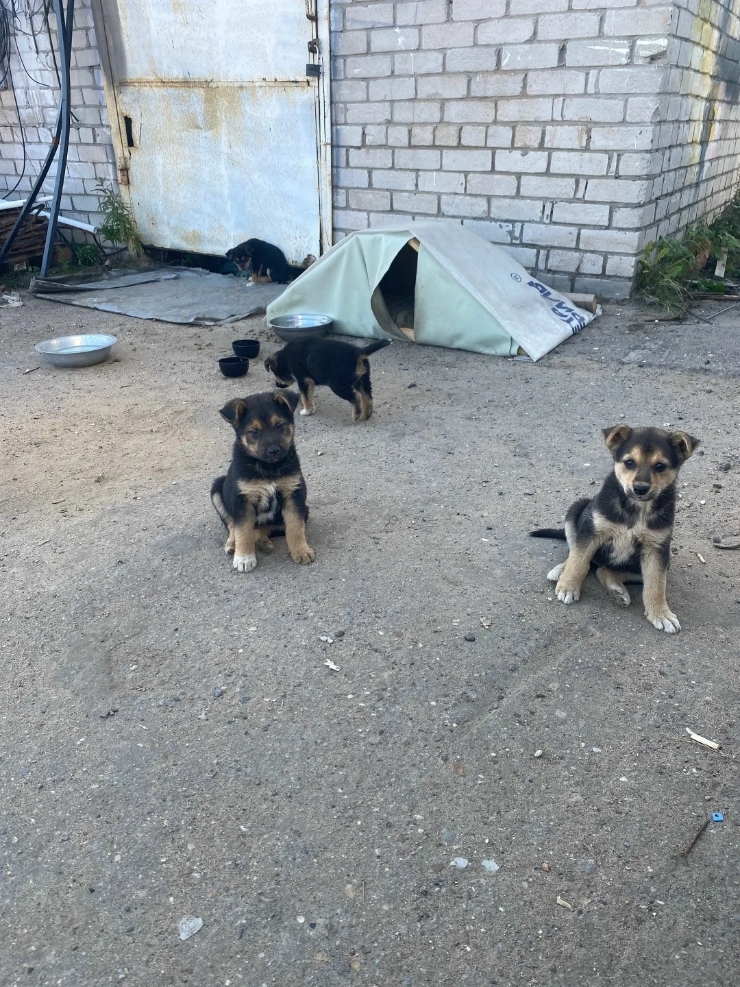 Найдена собака в Архангельске — фото питомца
