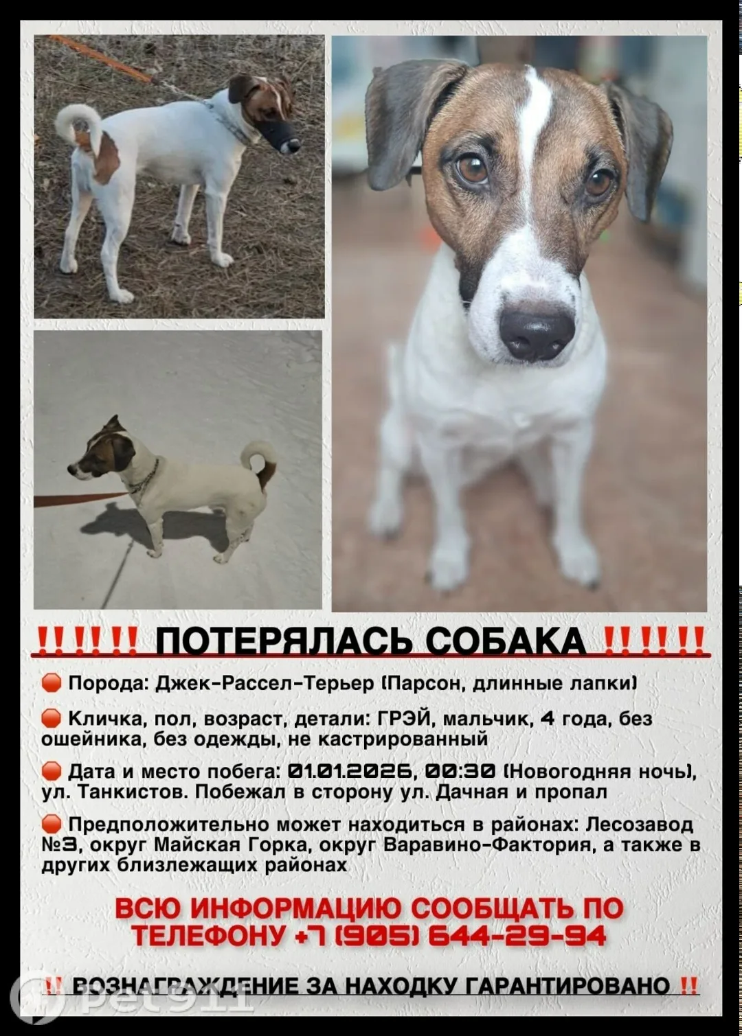 Пропала собака в Архангельске — фото питомца