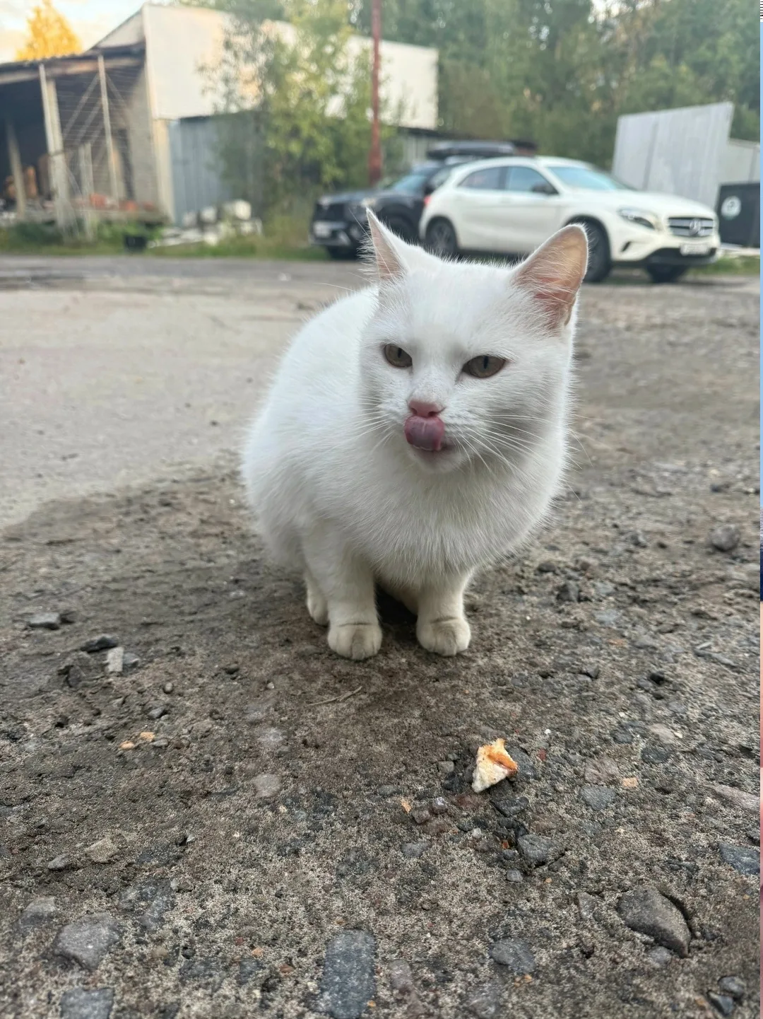 Найдена собака в Архангельске — фото питомца