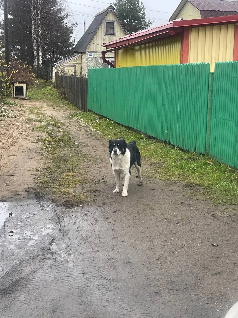 Найдена собака в Архангельске — фото питомца
