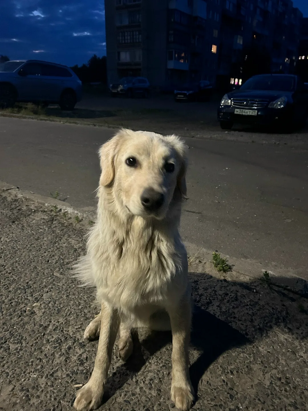 Найдена собака в Архангельске — фото питомца