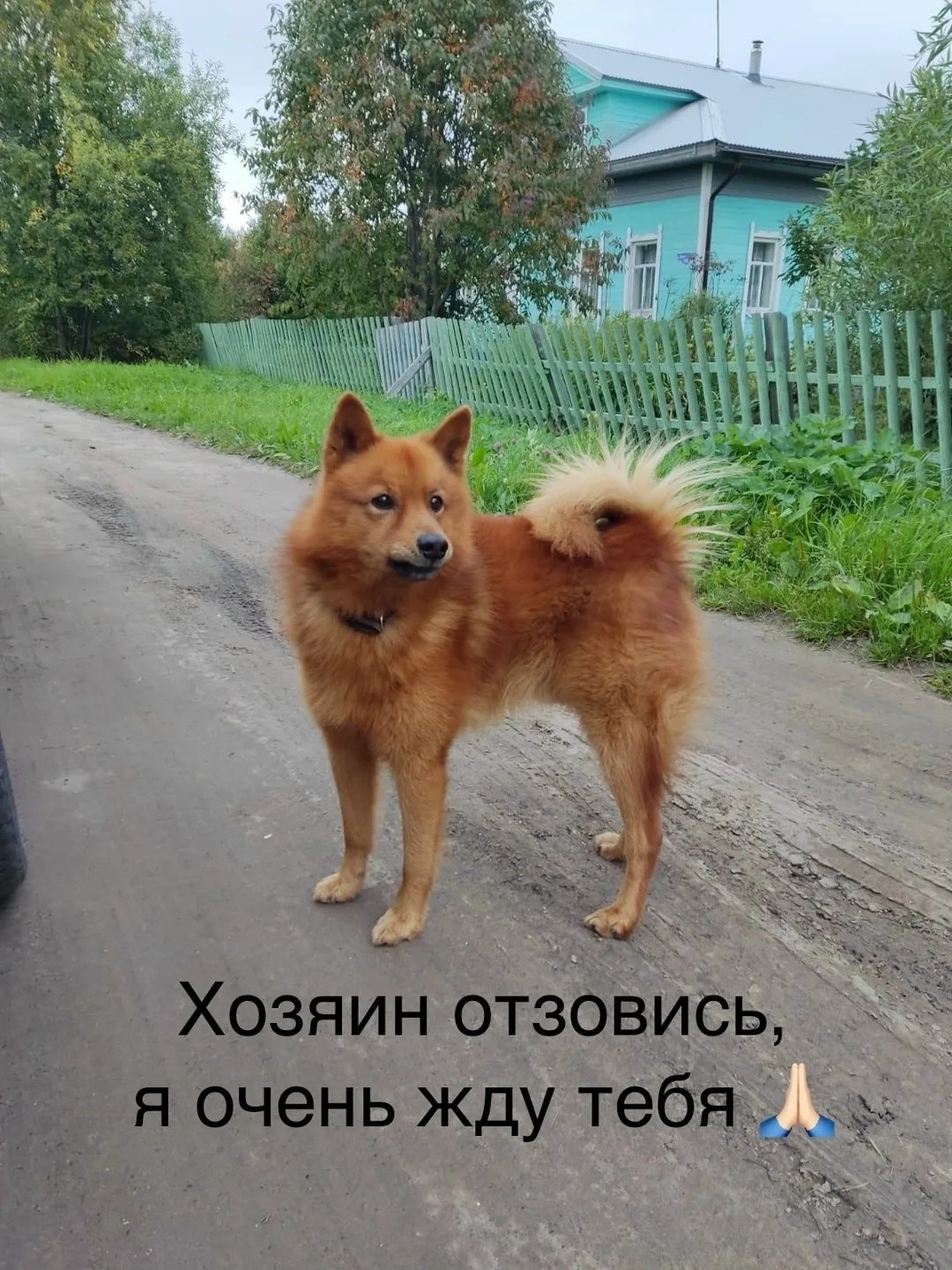 Найдена собака в Архангельске — фото питомца