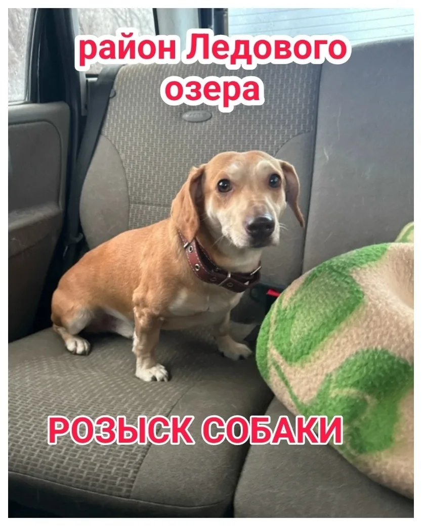 Пропала собака в Мурманске — фото питомца