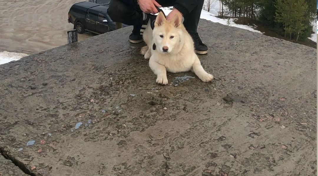 Найдена собака в Архангельске — фото питомца