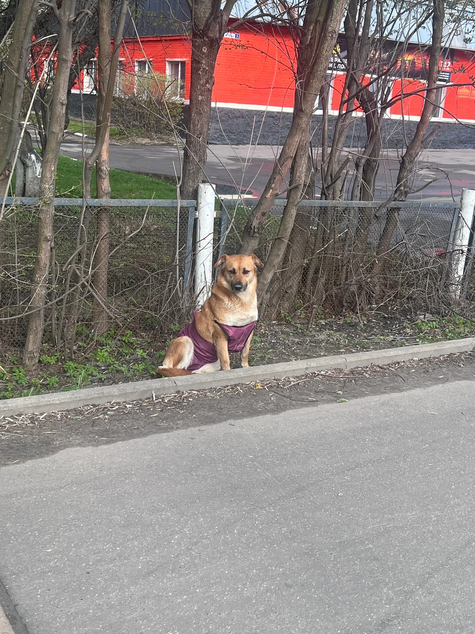 Пропала собака в Долгопрудном — фото питомца