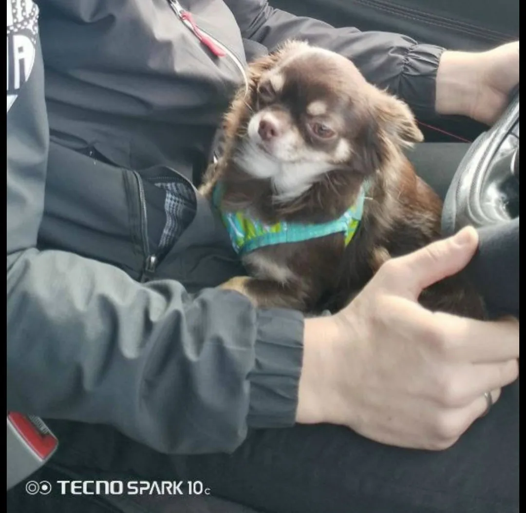 Пропала собака в Мурманске — фото питомца