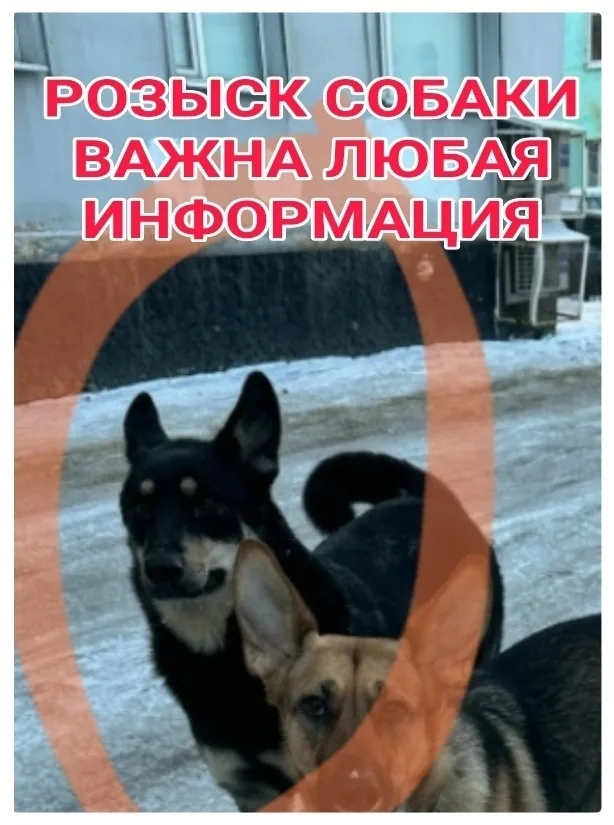 Пропала собака в Мурманске — фото питомца
