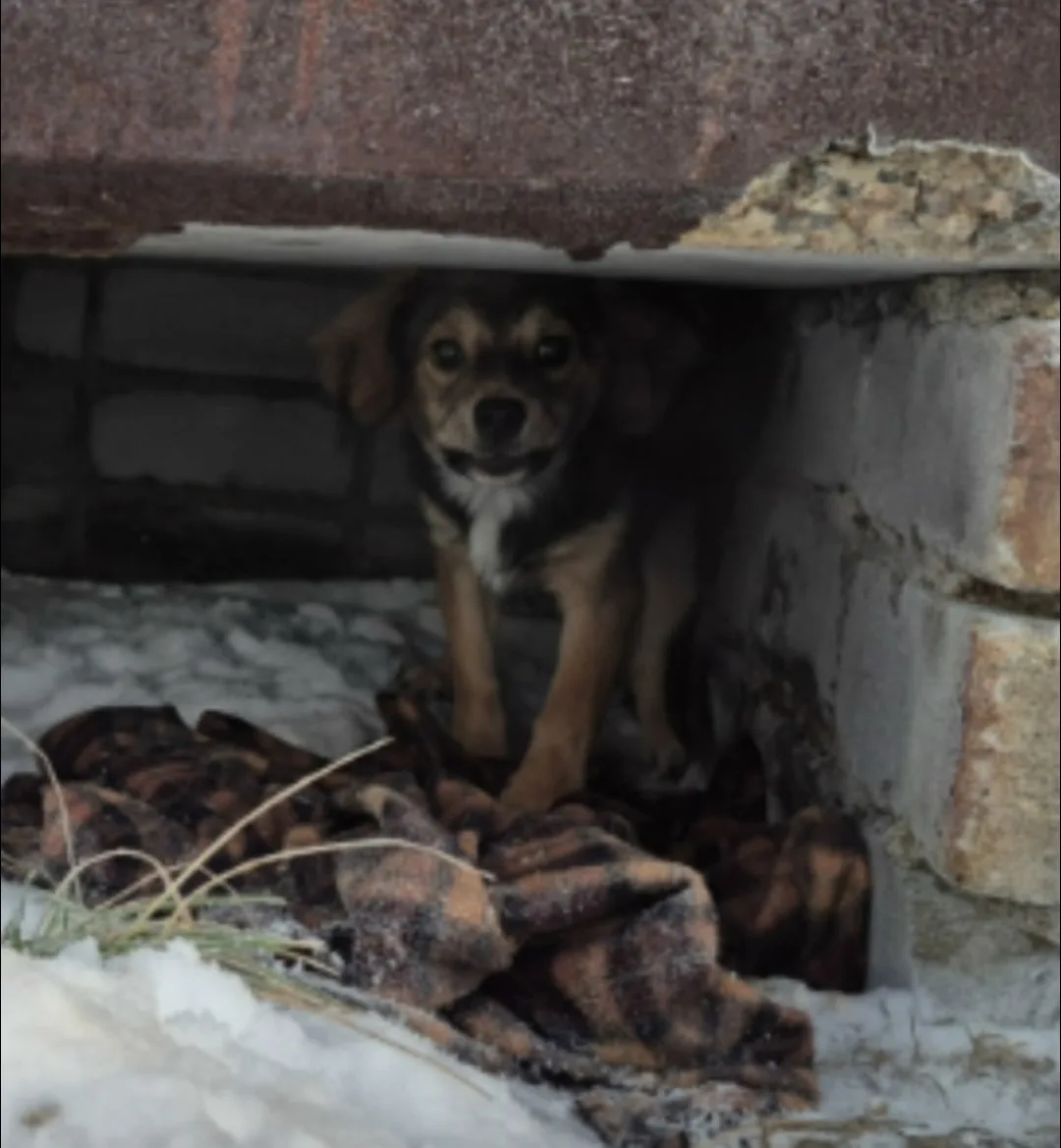 Пропала собака в Мурманске — фото питомца