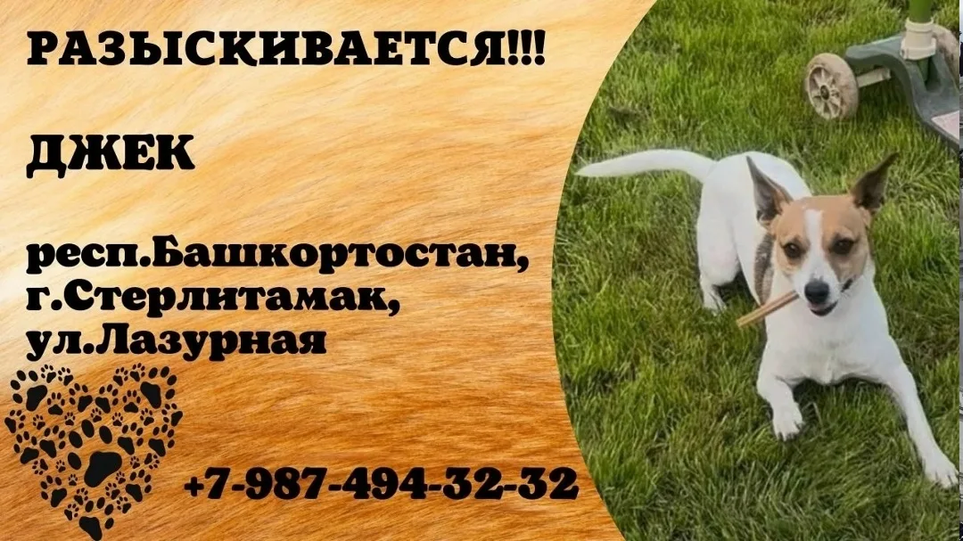 Пропала собака в Стерлитамаке — фото питомца