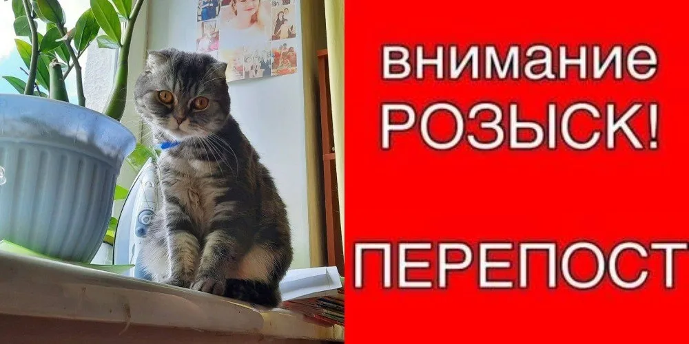 Пропала кошка в Стерлитамаке — фото питомца