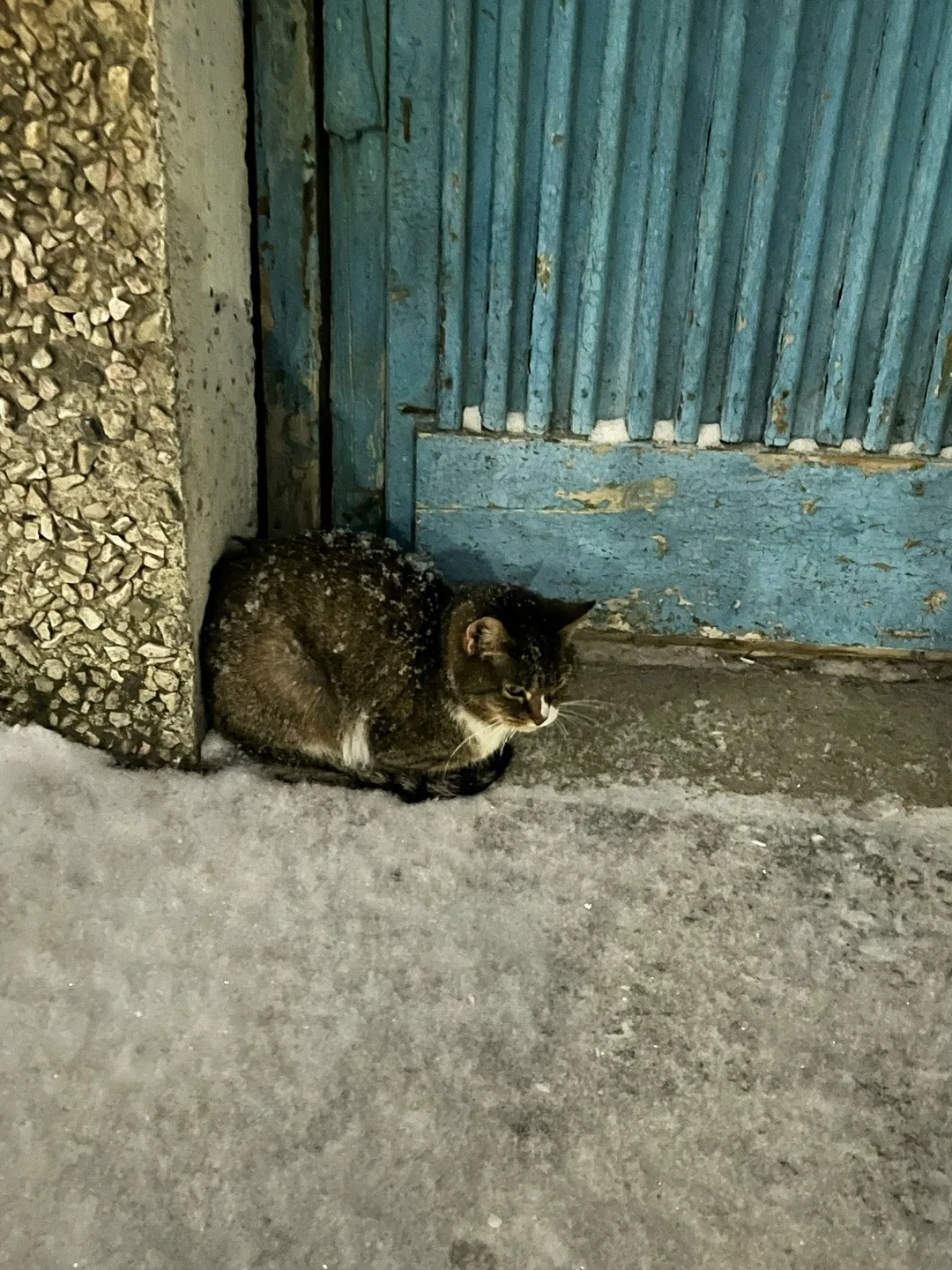 Найдена кошка в Мурманске — фото питомца