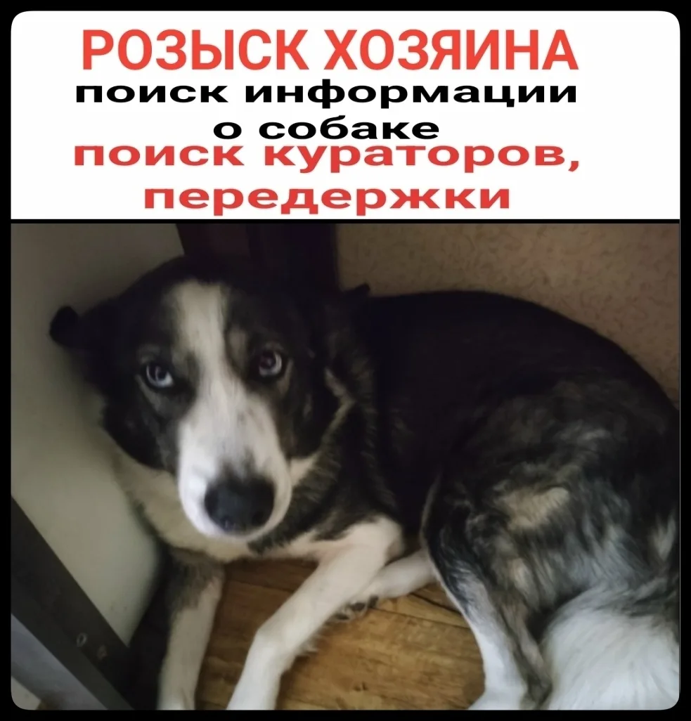 Найдена собака в Мурманске — фото питомца
