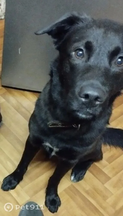 Пропала собака в Мурманске — фото питомца