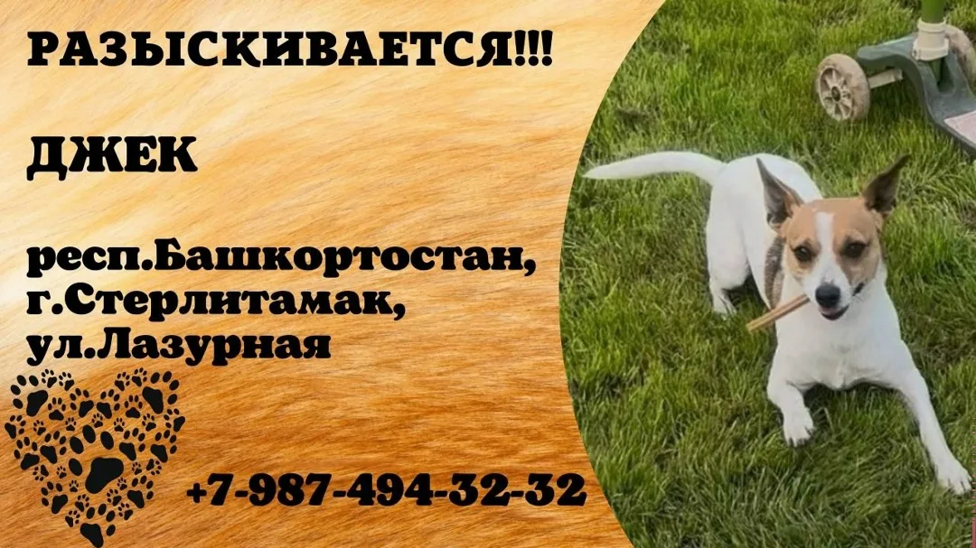 Пропала собака в Стерлитамаке — фото питомца
