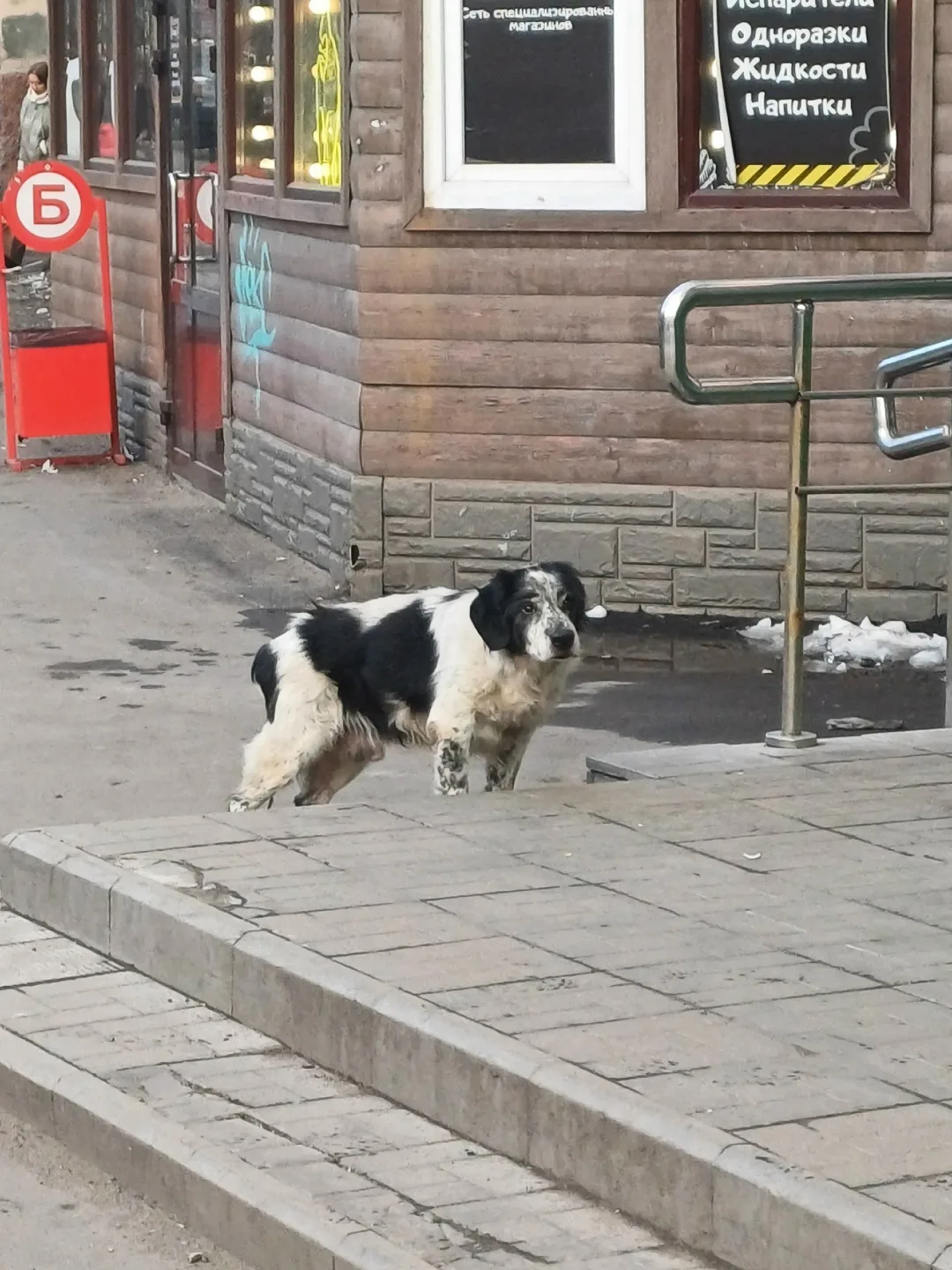 Пропала собака в Мурманске — фото питомца
