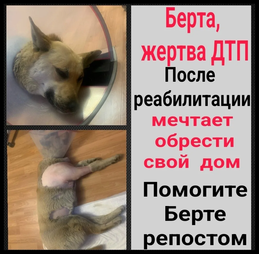 Найдена собака в Мурманске — фото питомца
