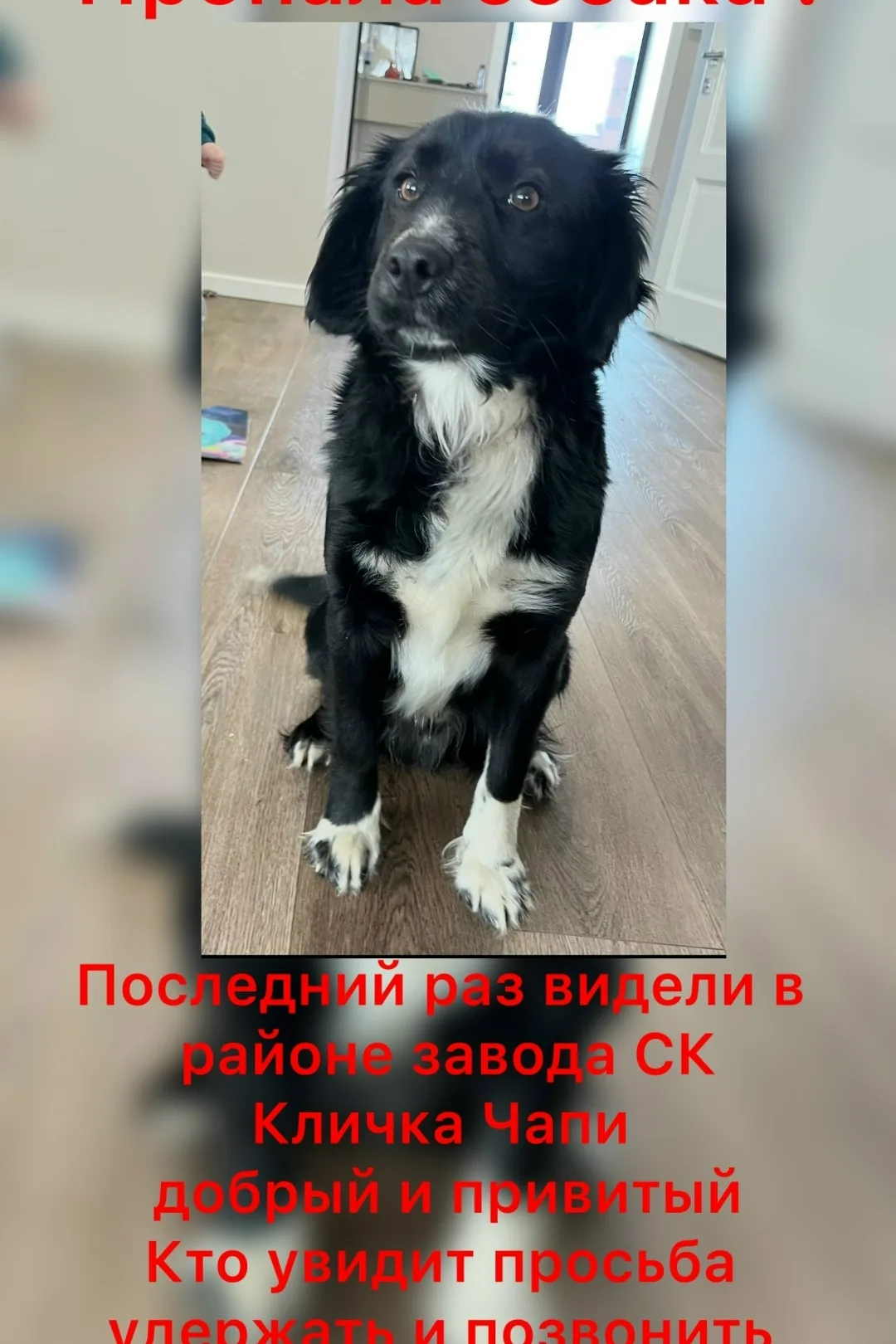 Пропала собака в Стерлитамаке — фото питомца