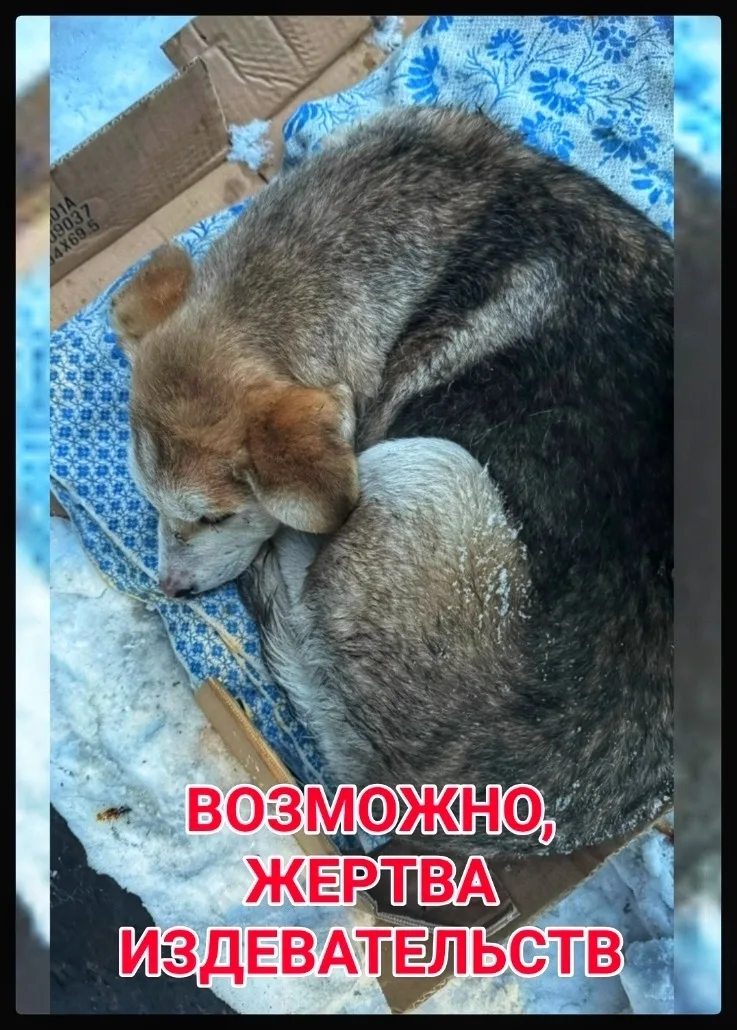Найдена собака в Мурманске — фото питомца