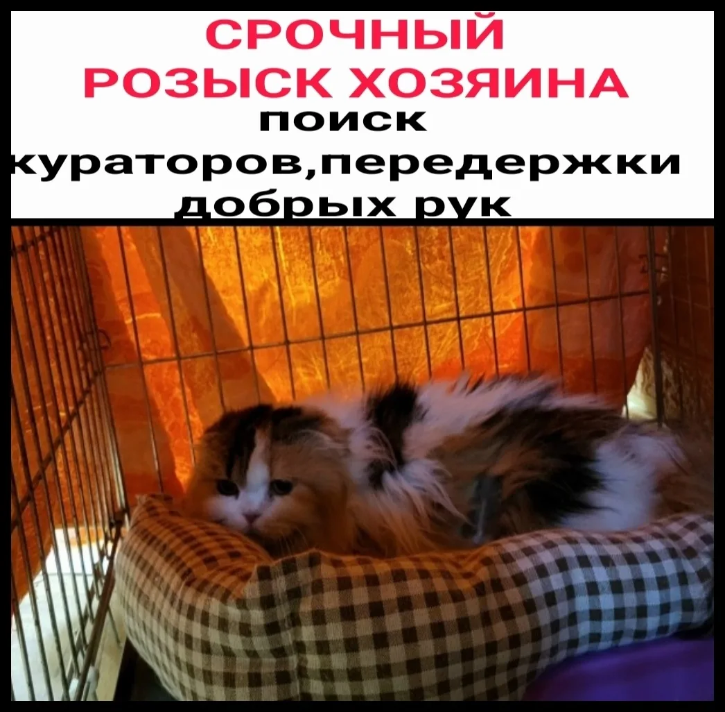 Найдена собака в Мурманске — фото питомца