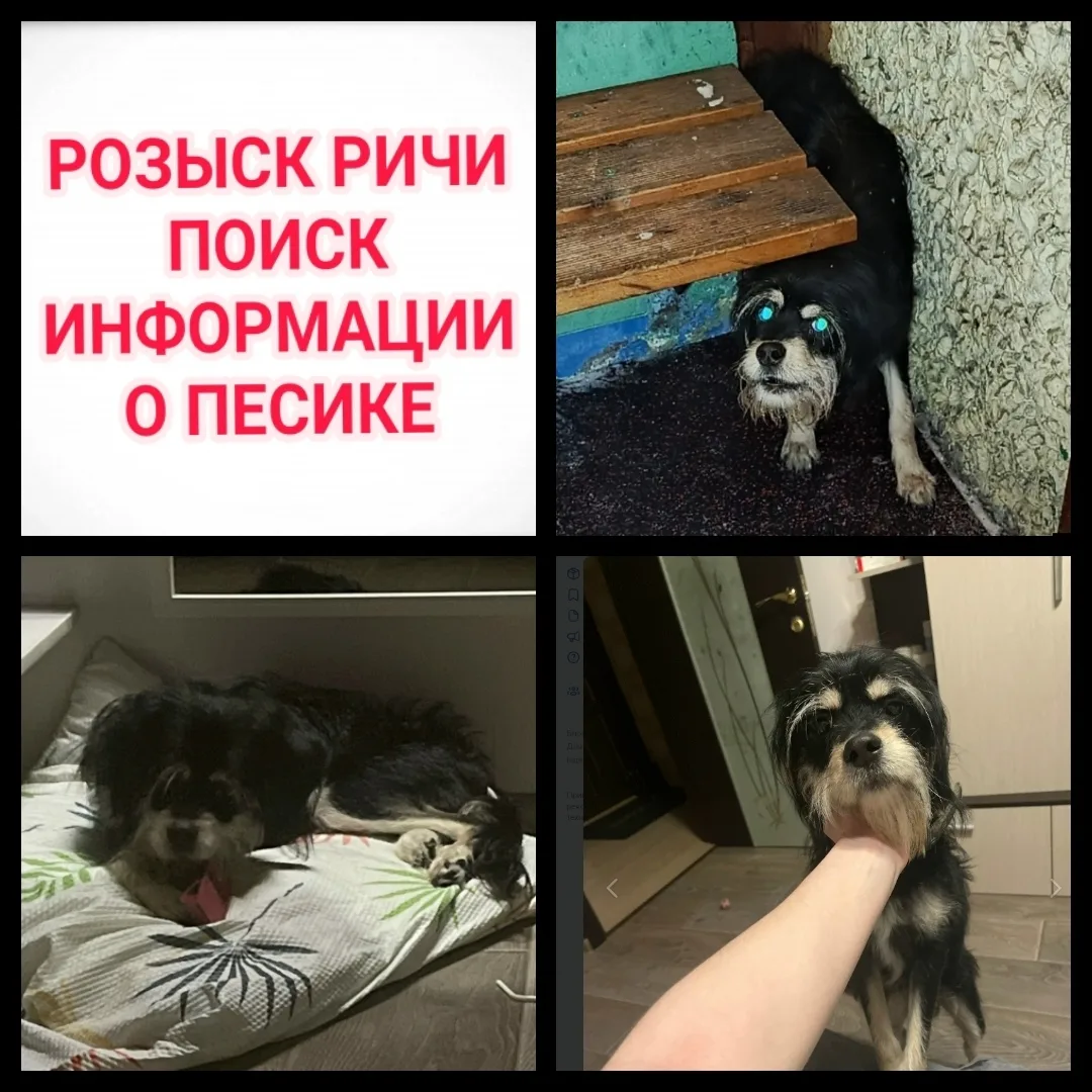 Найдена собака в Мурманске — фото питомца