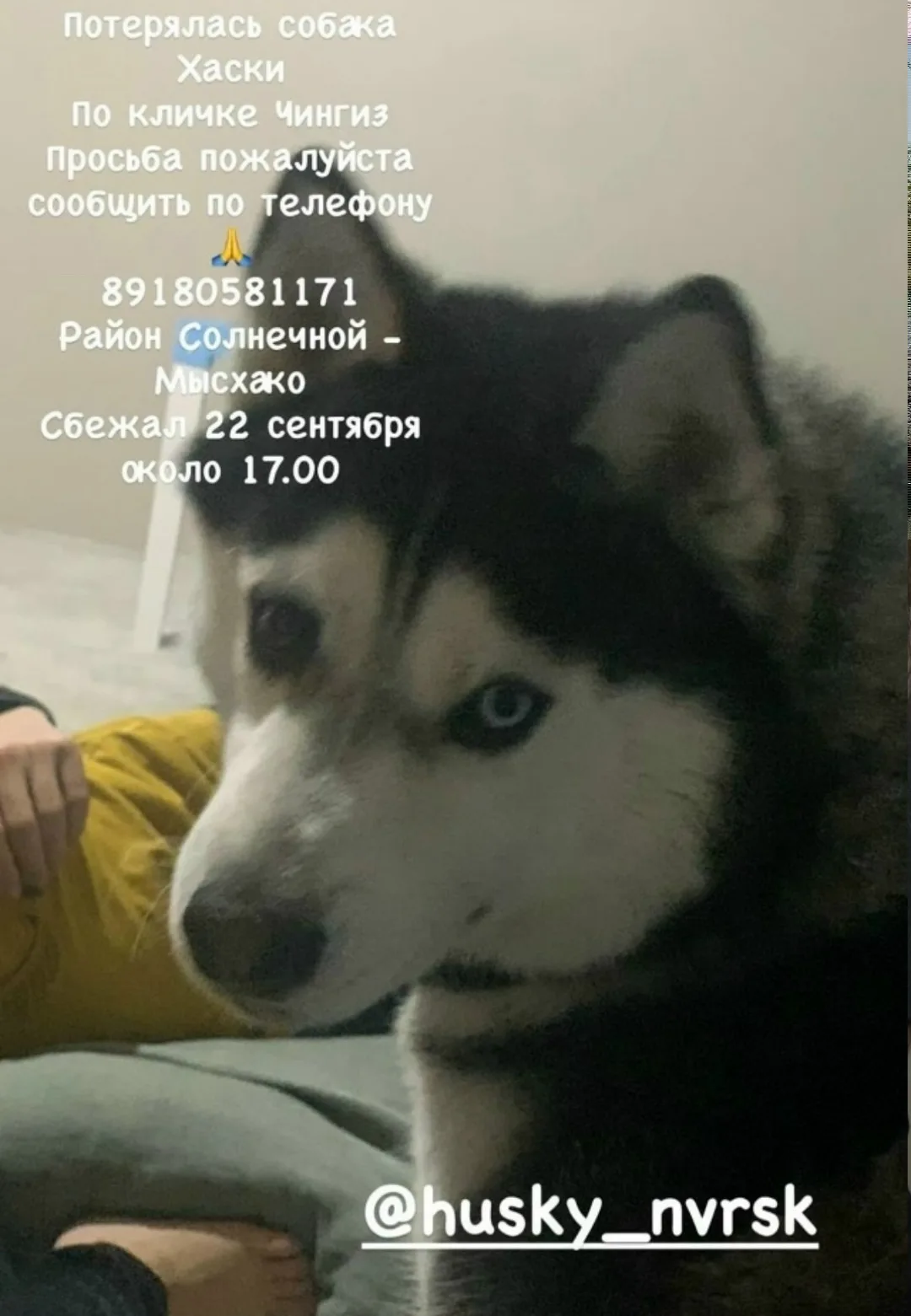Пропала собака в Новороссийске — фото питомца