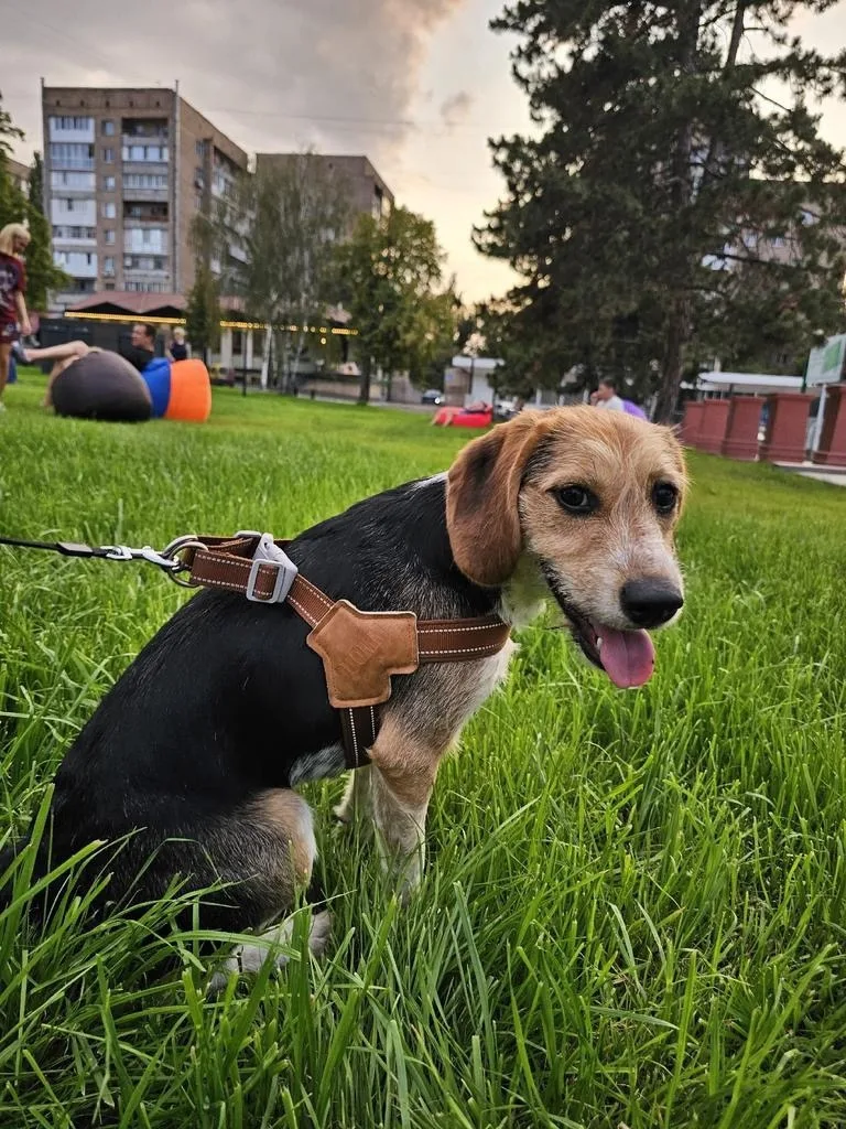 Пропала собака в Новороссийске — фото питомца