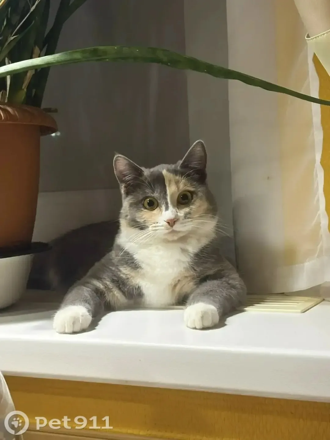 Пропала кошка в Костроме — фото питомца