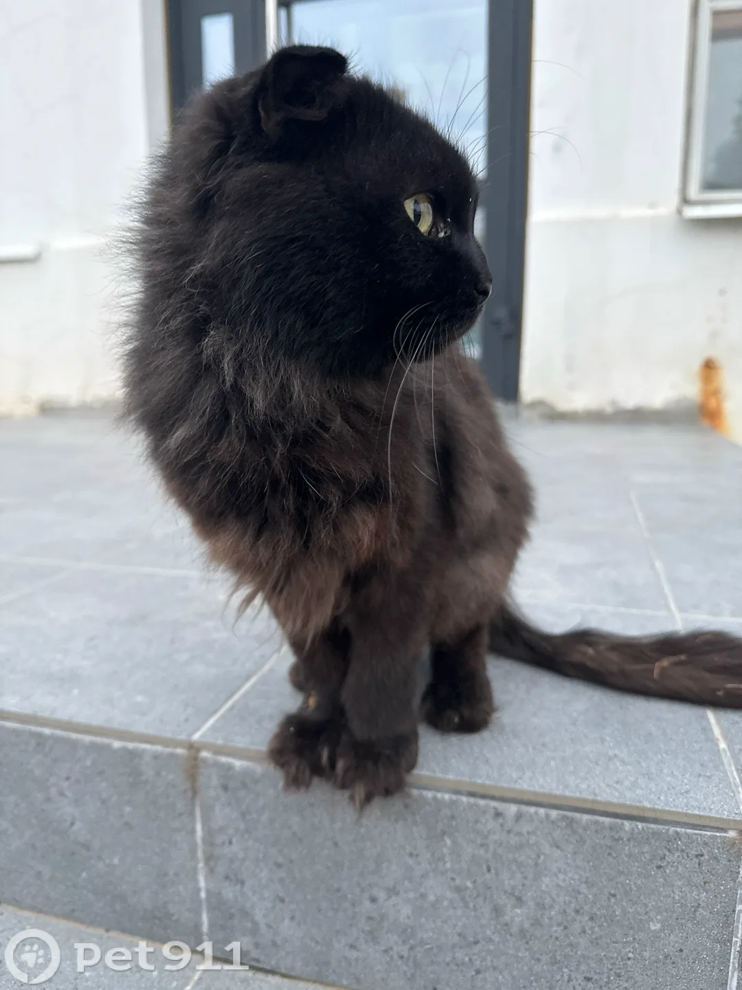 Найдена кошка в Костроме — фото питомца