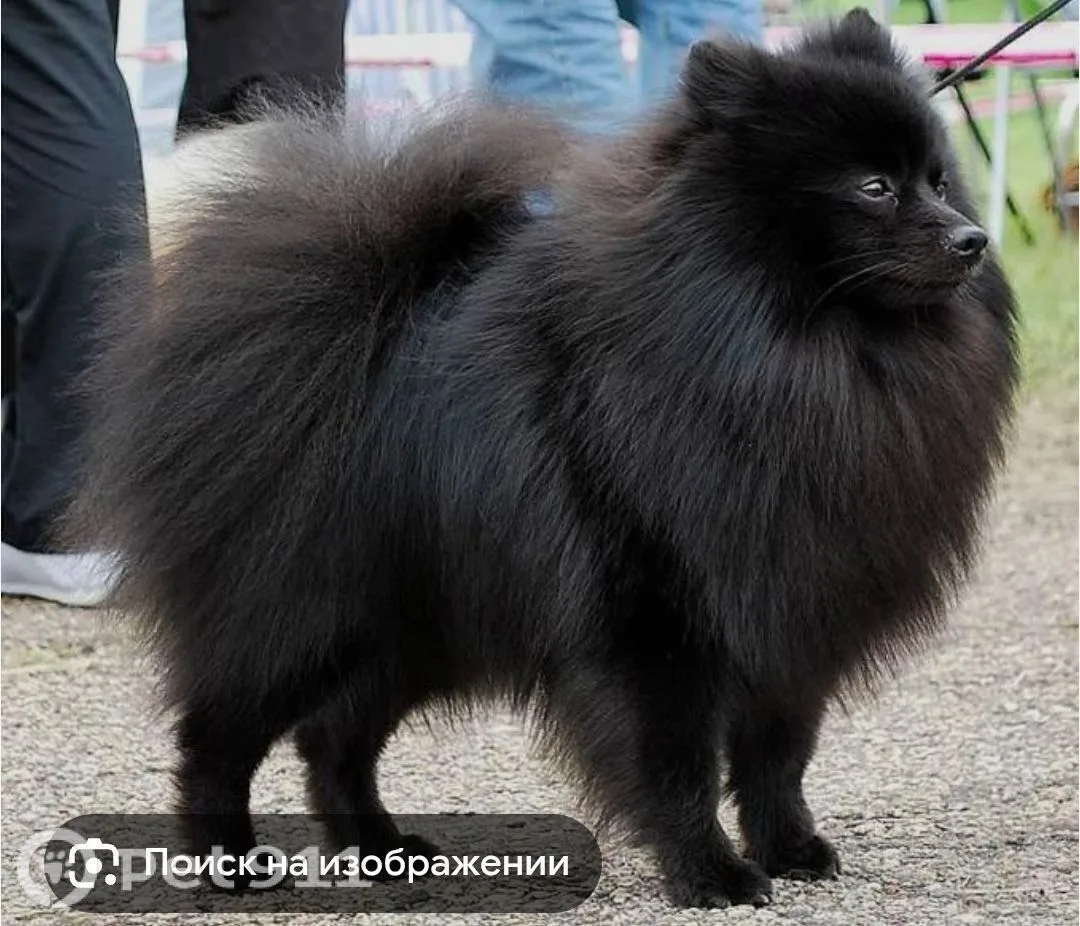 Пропала собака в Мурманске — фото питомца