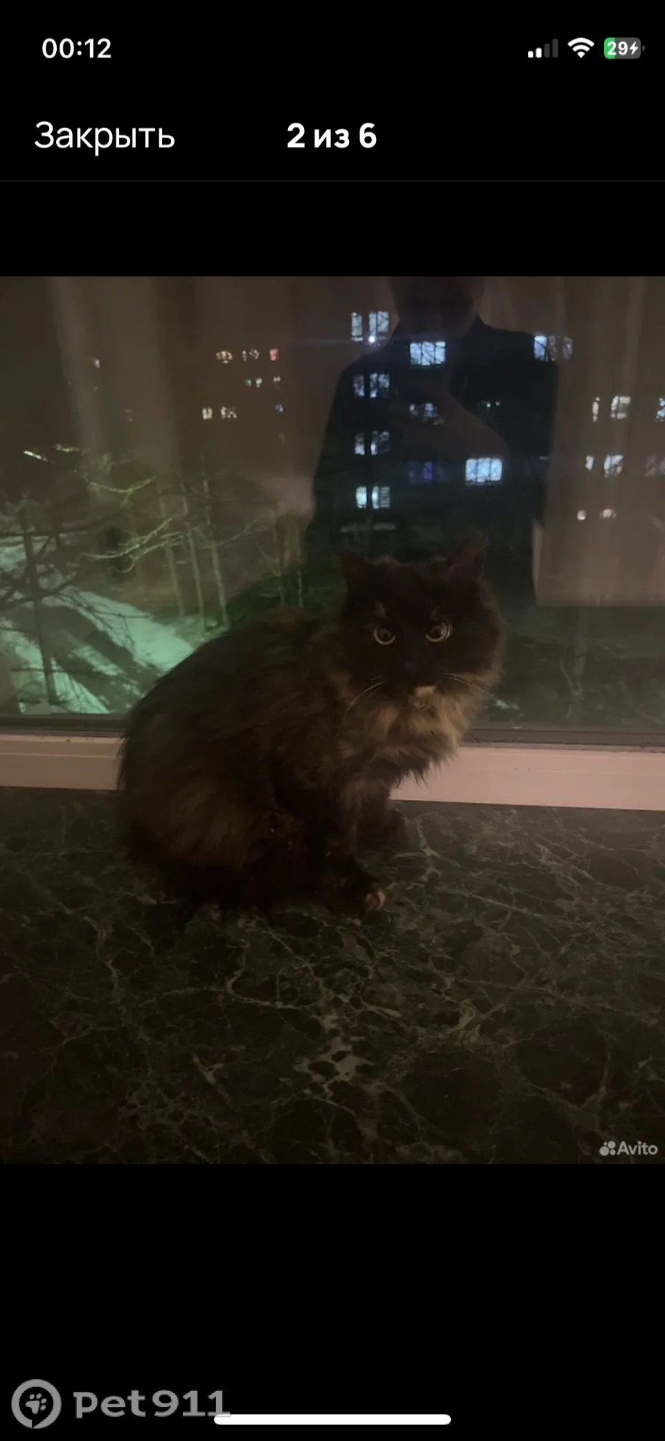 Пропала кошка в Костроме — фото питомца
