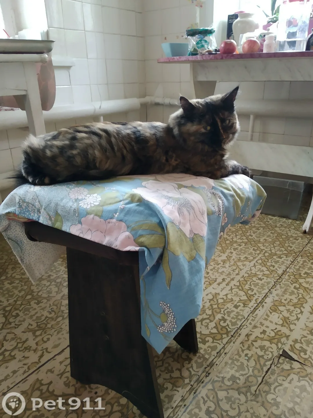 Пропала кошка в Костроме — фото питомца