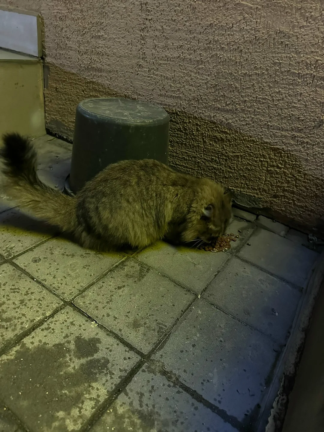 Пропала кошка в Новороссийске — фото питомца