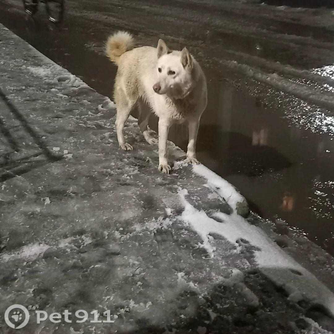 Найдена собака в Костроме — фото питомца