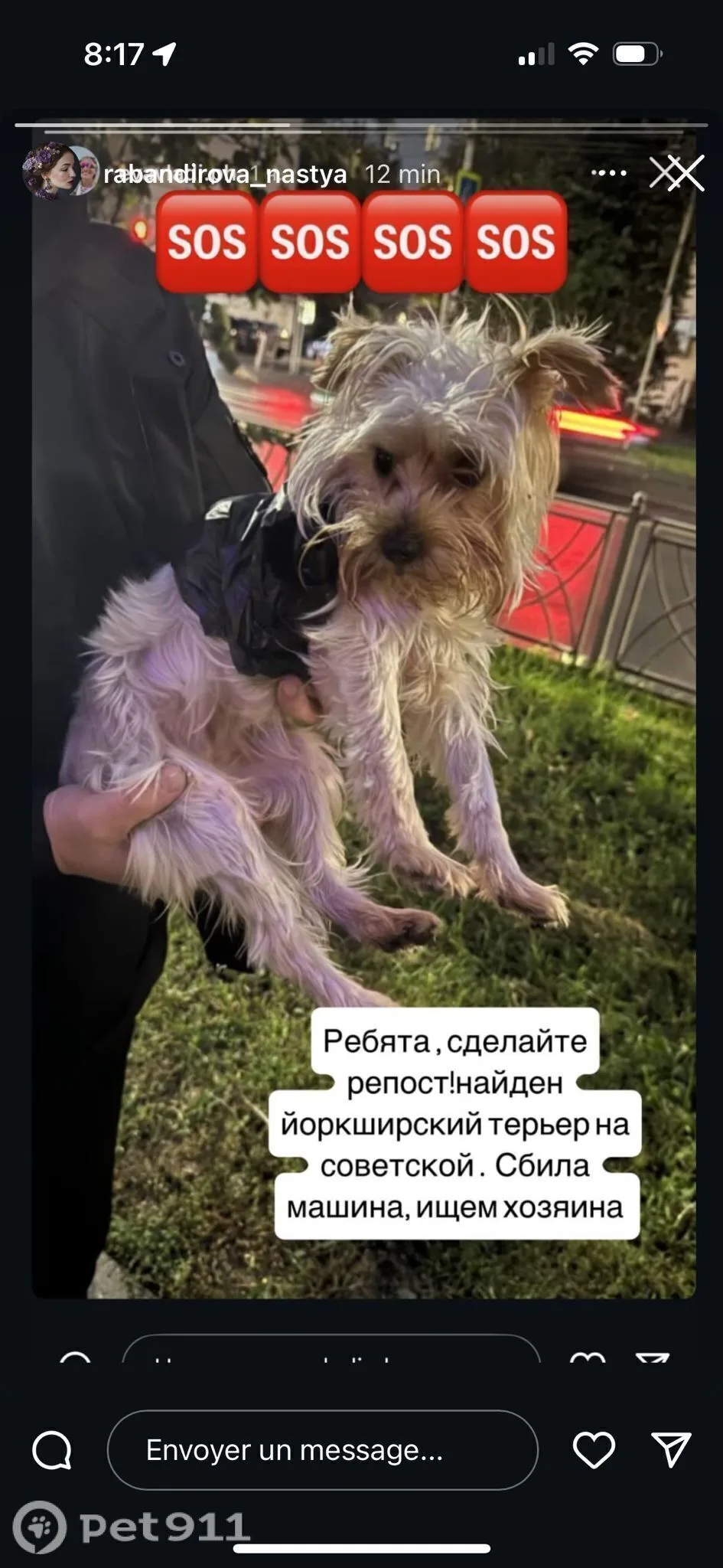 Найдена собака в Костроме — фото питомца