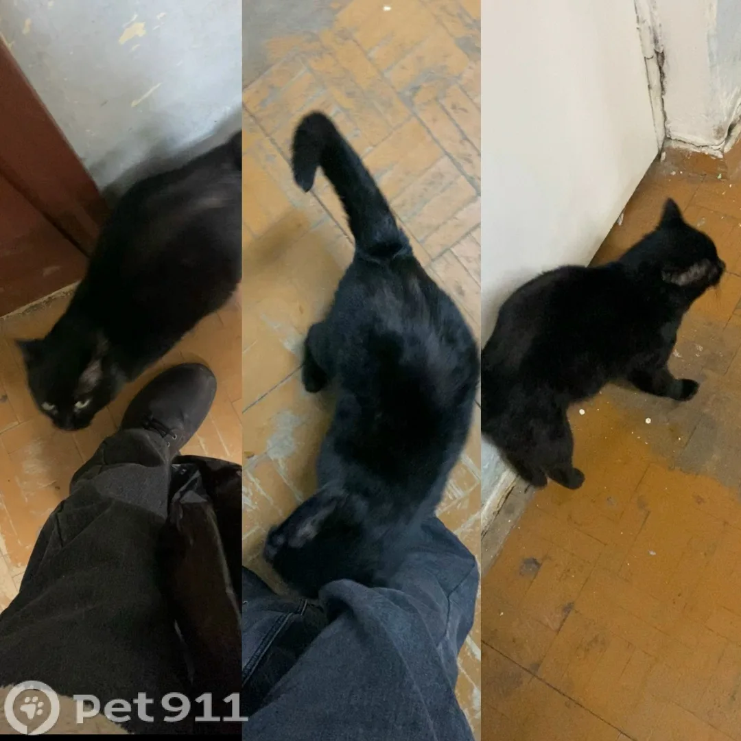 Найдена кошка в Костроме — фото питомца