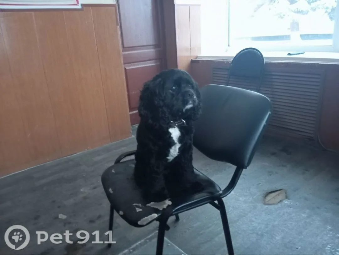 Пропала собака в Костроме — фото питомца