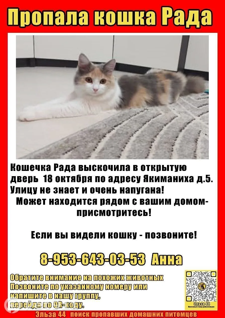 Пропала кошка в Костроме — фото питомца