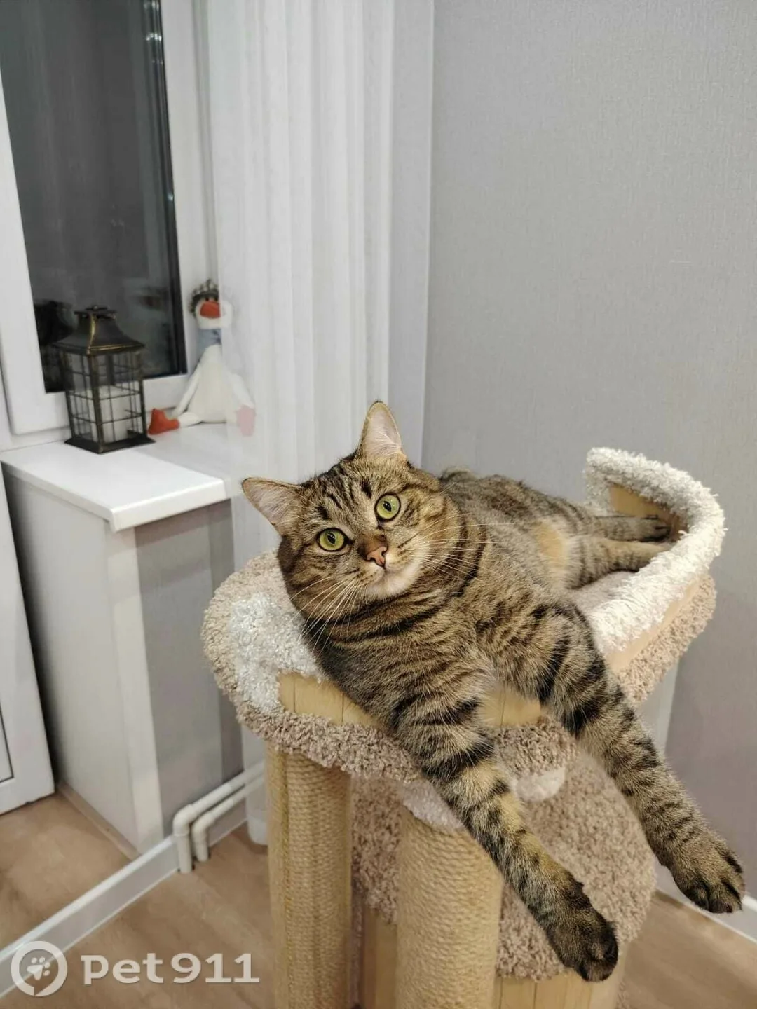 Пропала кошка в Костроме — фото питомца