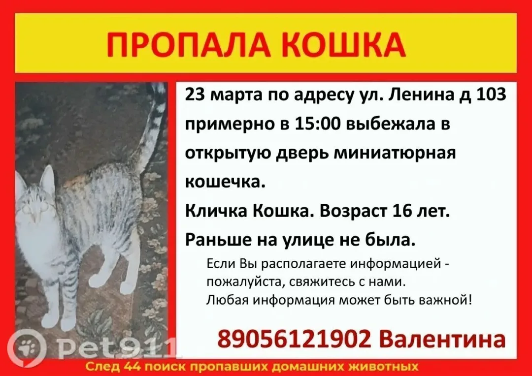 Пропала кошка в Костроме — фото питомца