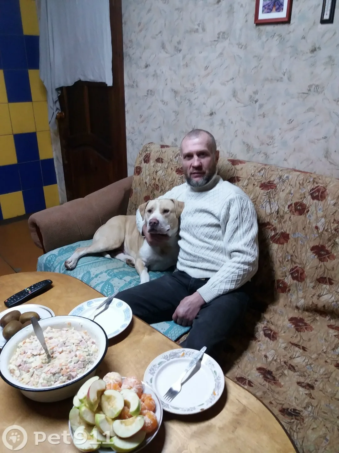Пропала собака в Костроме — фото питомца