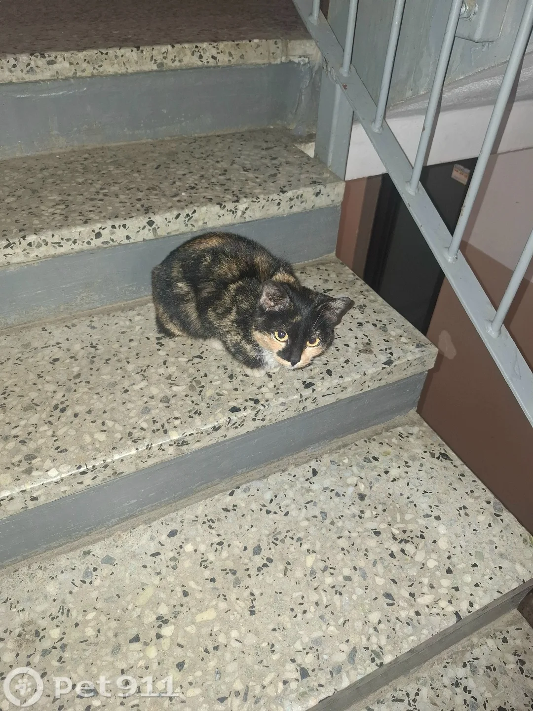 Найдена кошка в Костроме — фото питомца